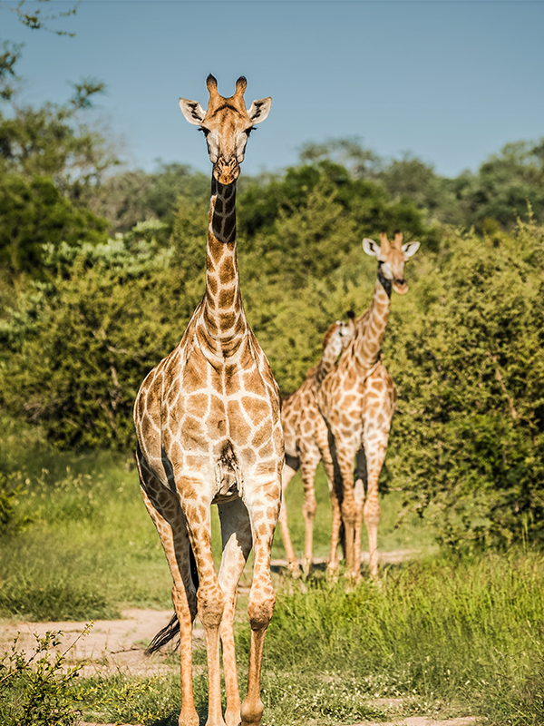 Giraffes in African landscape symbolizing the Africa Kit and travel health readiness