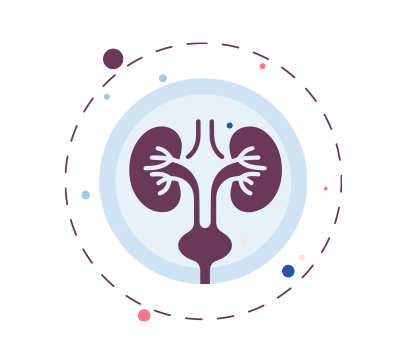 Graphic of kidneys and urinary tract representing the Urinary Tract Infection (UTI) prescription service.