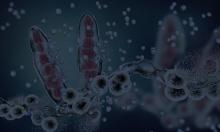 fungal infection